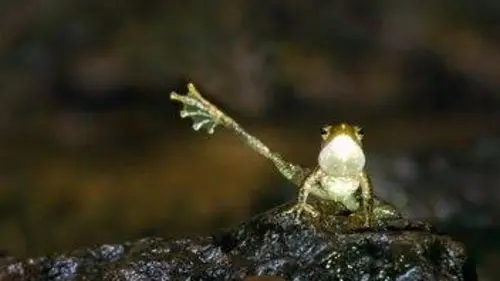 Casting Petits animaux, miracles de la nature