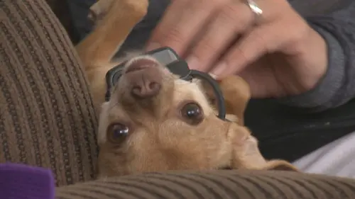 Petits mais féroces! Mon chien gâche ma vie amoureuse
