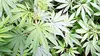 Petits planteurs, nouveaux dealers : la France championne d'Europe du cannabis