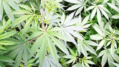 Petits planteurs, nouveaux dealers : la France championne d'Europe du cannabis