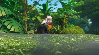 Mission : S.O.S. singe capucin