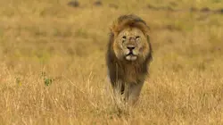 Peur sur la savane