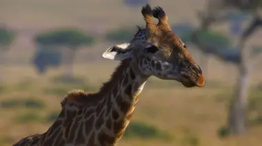 Peur sur la savane