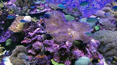 Peut-on sauver le corail ?