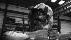 Visuel de Philippe Pasqua, l'art de la raison