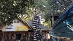 Philippines, sauver la forêt au péril de sa vie