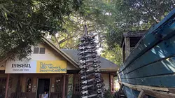 Philippines, sauver la forêt au péril de sa vie