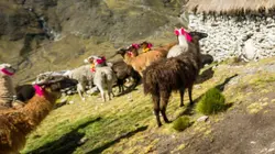 Photographes voyageurs