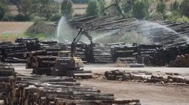 Forêts en danger - que fait l'Etat ?