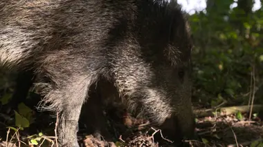 Pièces à conviction Les sangliers de la discorde, la face cachée d'une invasion