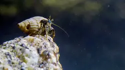 Piège à marée basse Le retour de l'océan