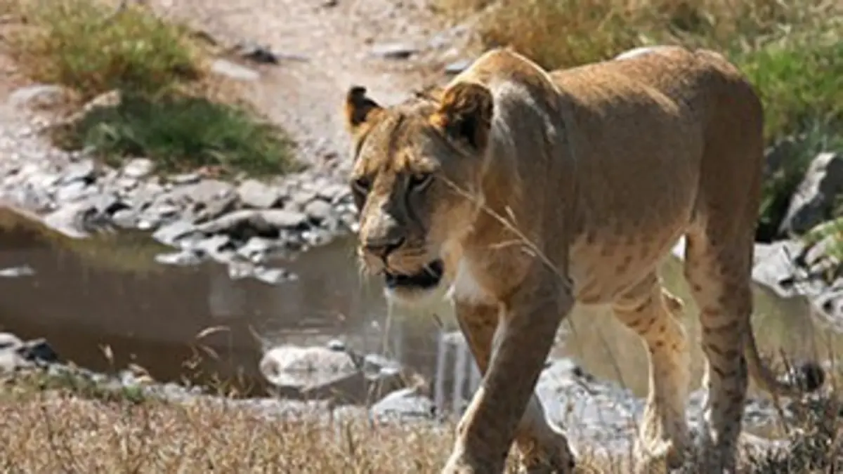 Piège mortel dans la savane