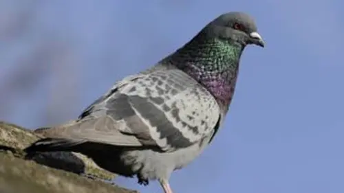 Pigeons, citadins à plumes