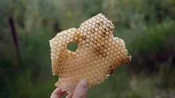 Visuel de Piotr le cueilleur de miel et les abeilles des bois