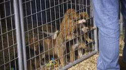 Pitbulls et prisonniers