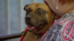 Pitbulls et prisonniers Moments tout doux