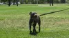 Pitbulls et prisonniers Trouver un héros