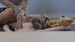 Casting Pitbulls et prisonniers Enfin libre