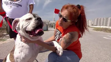 Les chiens qui ont volé notre cœur