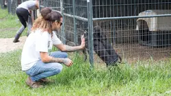 Pitbulls et prisonniers Une boîte pleine de chiots