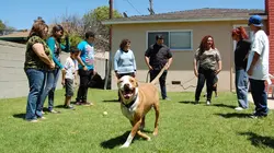 Pitbulls et prisonniers Comme un chef