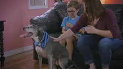 Pitbulls et prisonniers