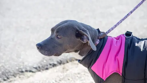 Pitbulls et prisonniers Coup de foudre forcé