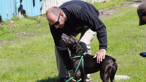 Pitbulls et prisonniers Dans la tourmente