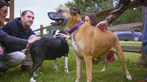 Pitbulls et prisonniers Chiens réunis