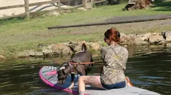 Pitbulls et prisonniers Éviter la capture