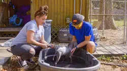 Pitbulls et prisonniers Changement à l'horizon