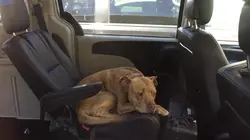 Pitbulls et prisonniers L'instinct maternel