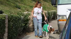 Pitbulls et prisonniers Le miracle de Noël