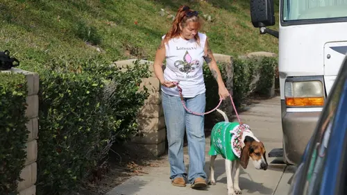 Pitbulls et prisonniers Le miracle de Noël