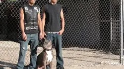 Pitbulls et prisonniers S07E11 Le cadeau