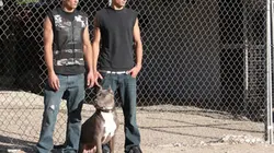 Pitbulls et prisonniers