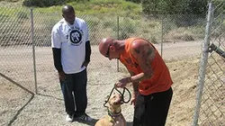 Pitbulls et prisonniers