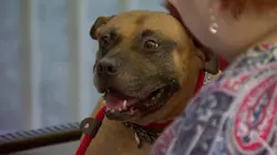 Pitbulls et prisonniers Moments tout doux