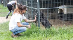 Pitbulls et prisonniers Une boîte pleine de chiots