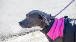 Pitbulls et prisonniers Coup de foudre forcé