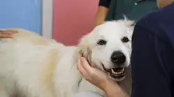 Pitbulls et prisonniers La maison et le chien