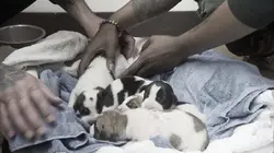 Pitbulls et prisonniers