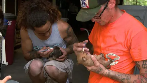 Pitbulls et prisonniers S07E06 Gros choc