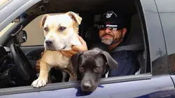 Pitbulls et prisonniers