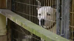 Pitbulls et prisonniers Sous l'aile d'Earl