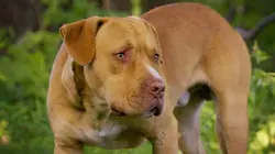 Pitbulls et prisonniers Lien familial