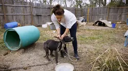 Pitbulls et prisonniers Enfin libre