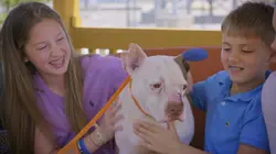 Pitbulls et prisonniers Sauvés de l'arène