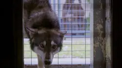 Pitbulls et prisonniers  Sauvé de la mort