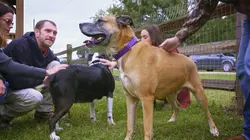 Pitbulls et prisonniers